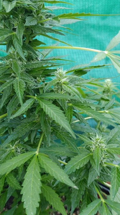 Niagara Outdoor Season. Week 7
