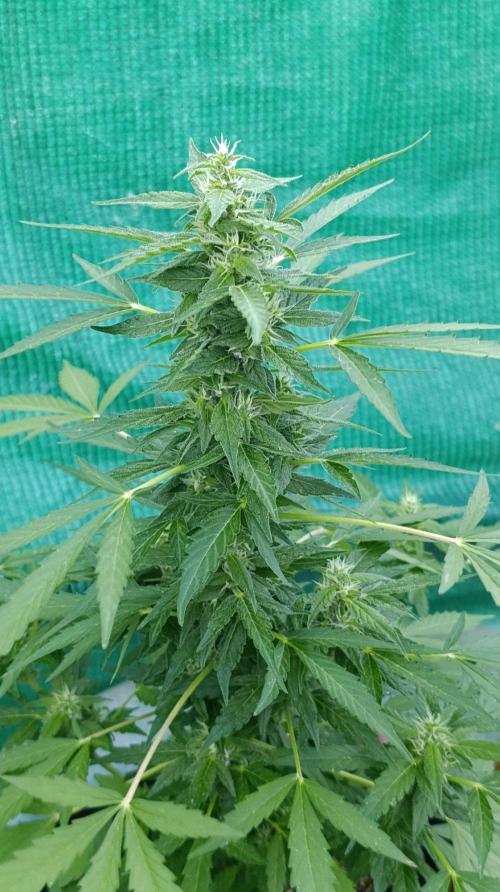 Niagara Outdoor Season. Week 7
