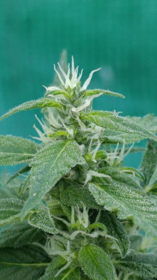 Niagara Outdoor Season. Week 7