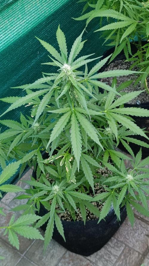 Gaia F1 Auto. Week 7