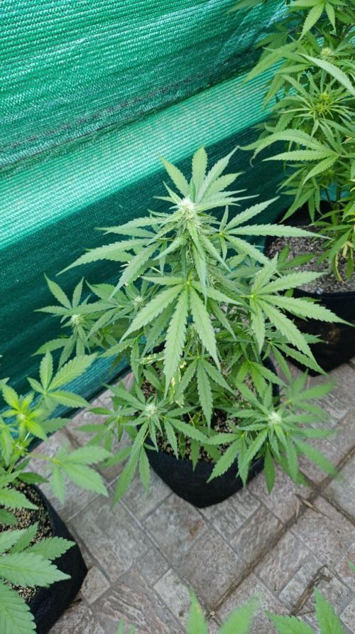 Gaia F1 Auto. Week 7