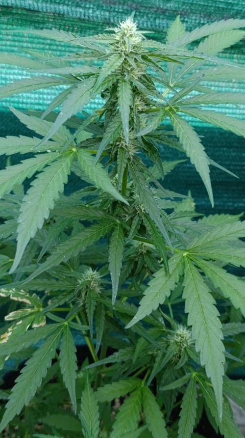 Gaia F1 Auto. Week 7