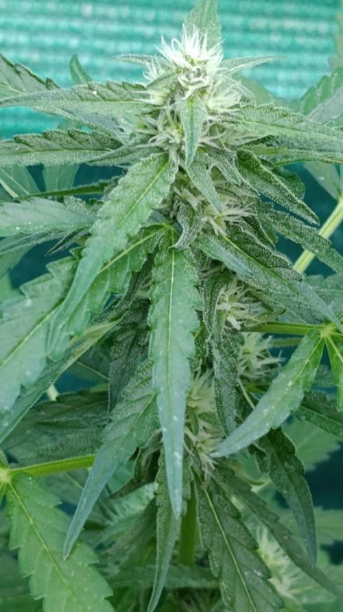 Gaia F1 Auto. Week 7