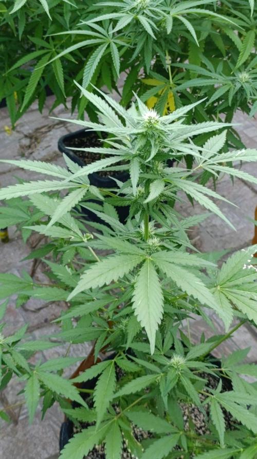 Super Boof XL Auto Outdoor. Week 6