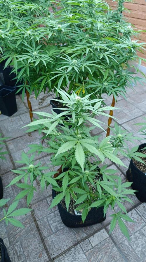 Super Boof XL Auto Outdoor. Week 6