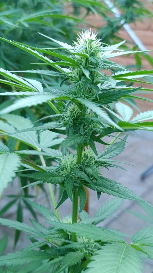 Super Boof XL Auto Outdoor. Week 6