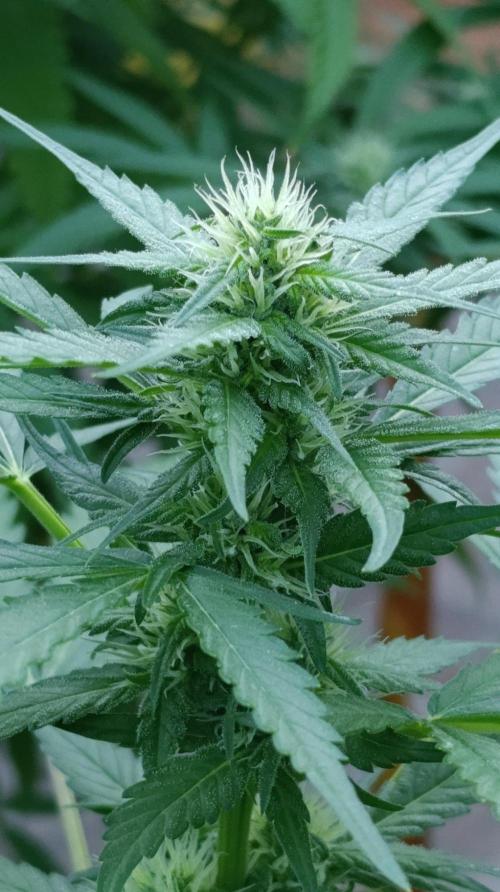 Super Boof XL Auto Outdoor. Week 6