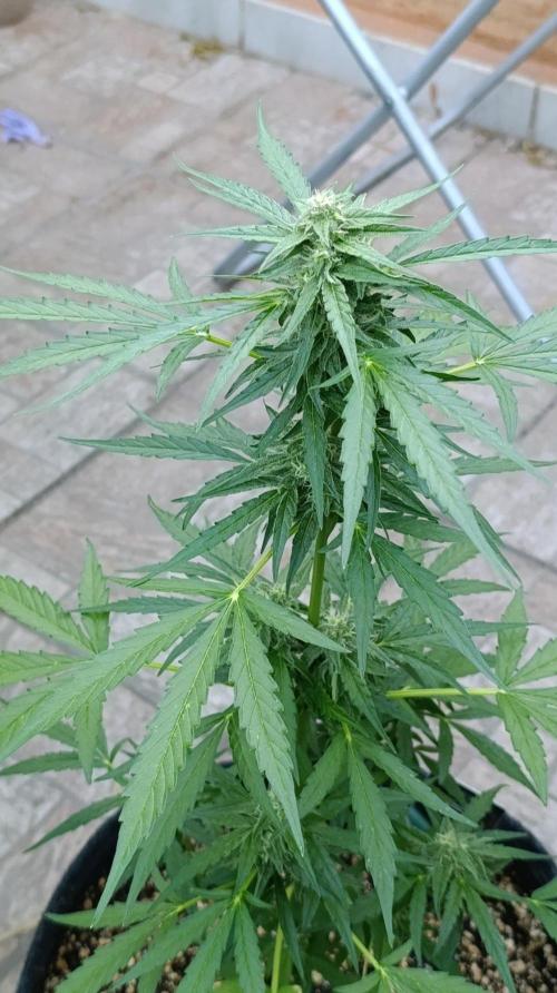 Milky Way F1 Auto. Week 7