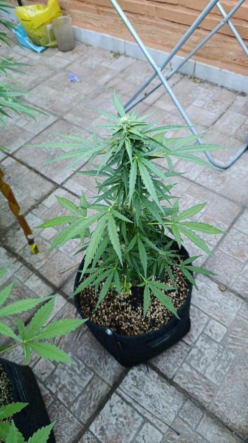 Milky Way F1 Auto. Week 7