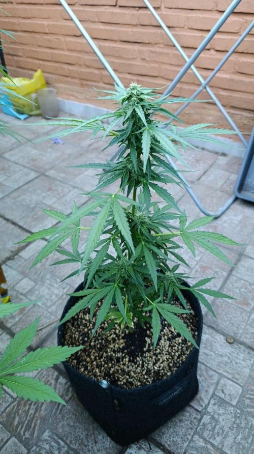 Milky Way F1 Auto. Week 7