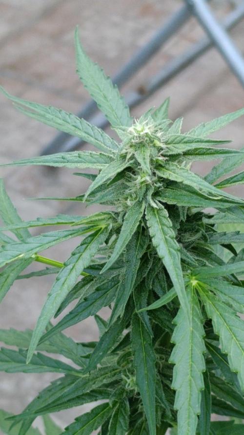 Milky Way F1 Auto. Week 7