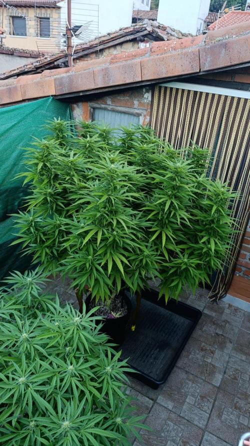 Gello Z & Xpertnutrients. Week 16