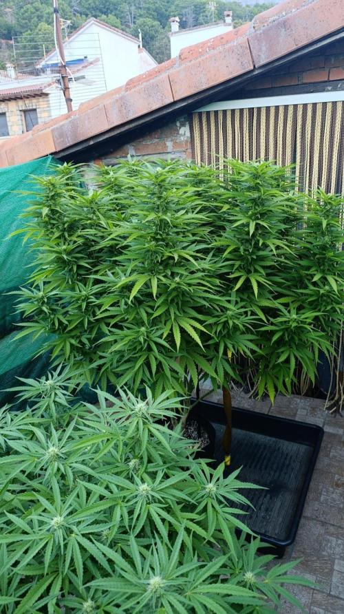 Gello Z & Xpertnutrients. Week 16