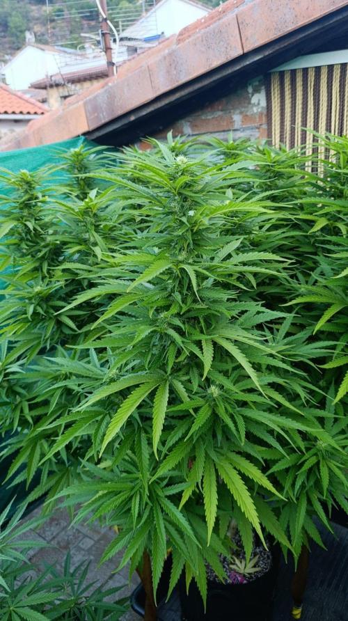 Gello Z & Xpertnutrients. Week 16