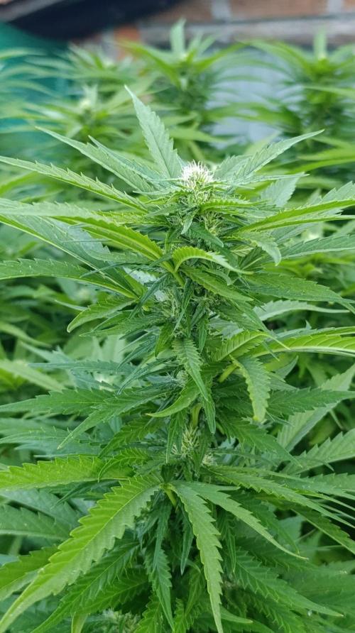 Gello Z & Xpertnutrients. Week 16