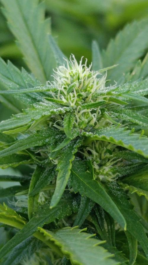 Gello Z & Xpertnutrients. Week 16