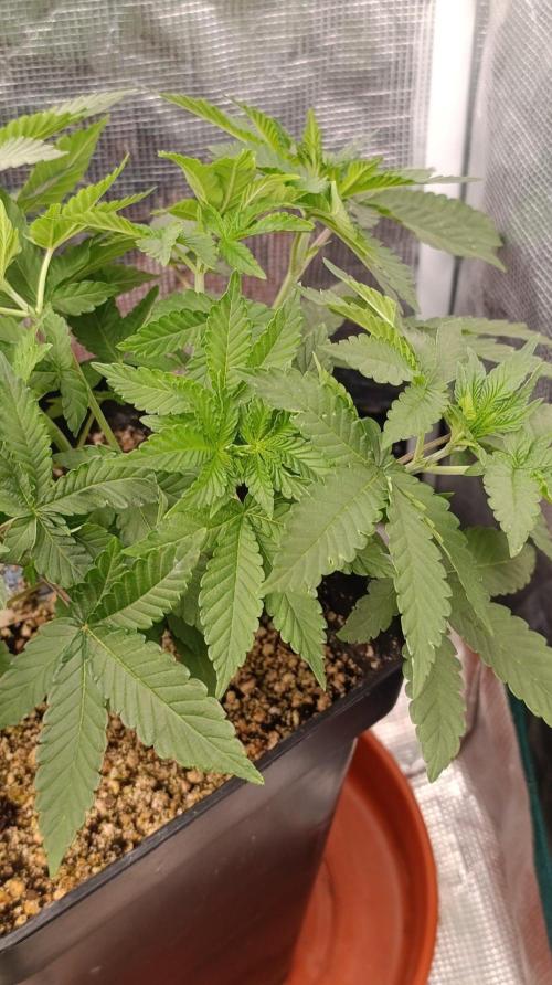 GR-APE. Week 5