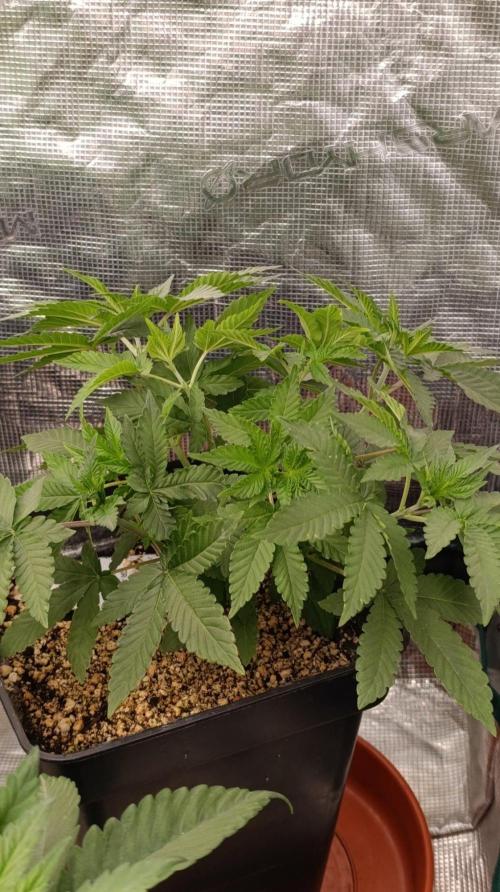 GR-APE. Week 5