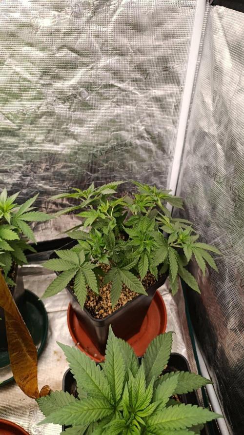 GR-APE. Week 5