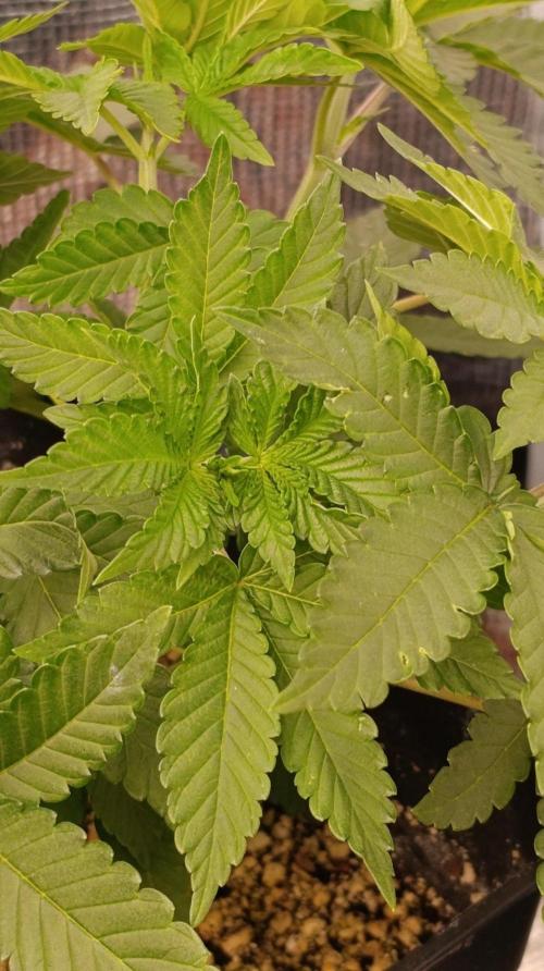 GR-APE. Week 5