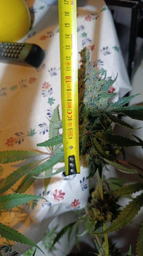 Variegated Parmigiano. Week 17