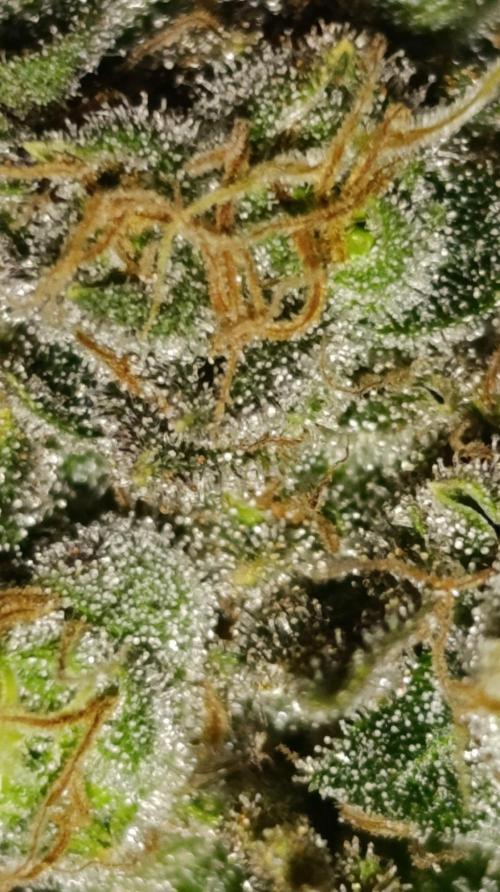 Variegated Parmigiano. Week 17