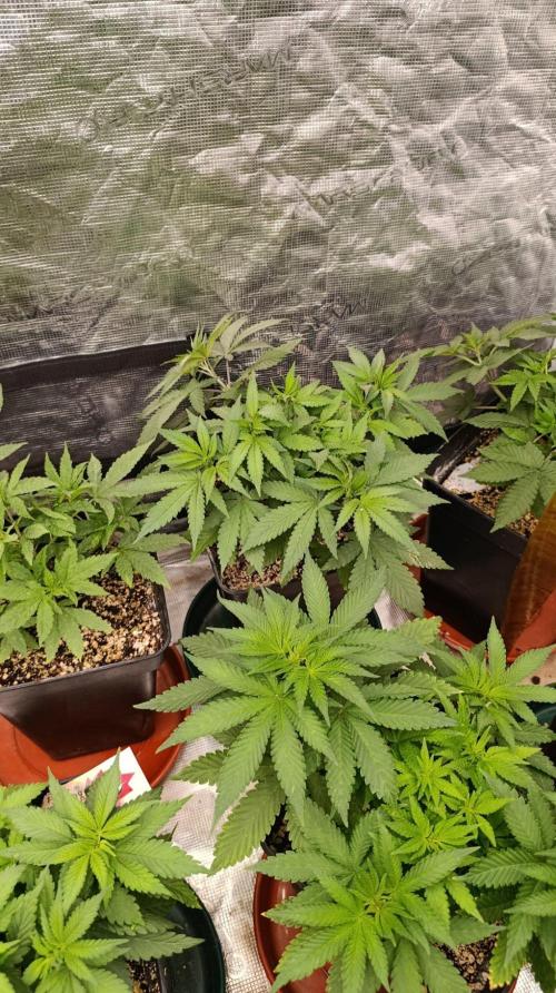 Lord Kush. Week 5