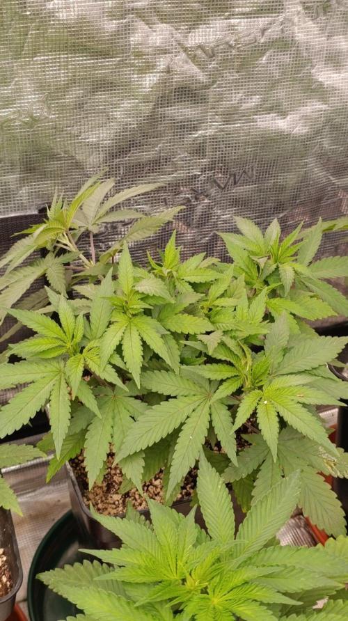 Lord Kush. Week 5