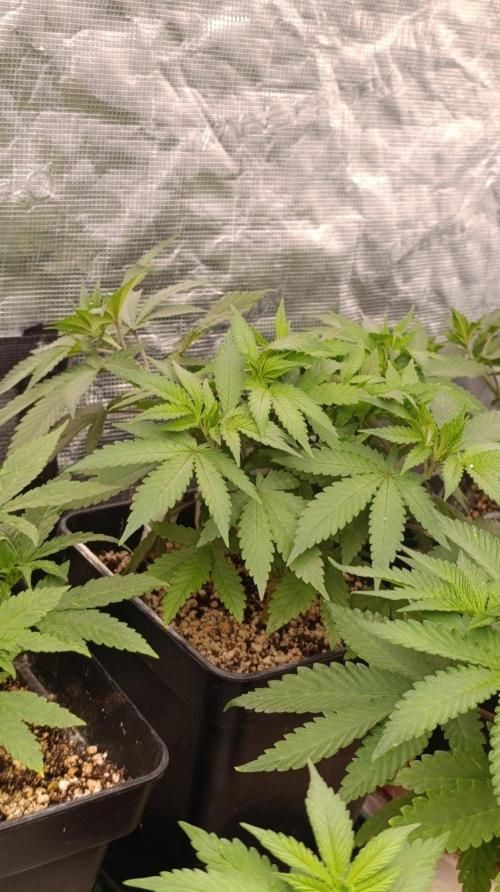 Lord Kush. Week 5