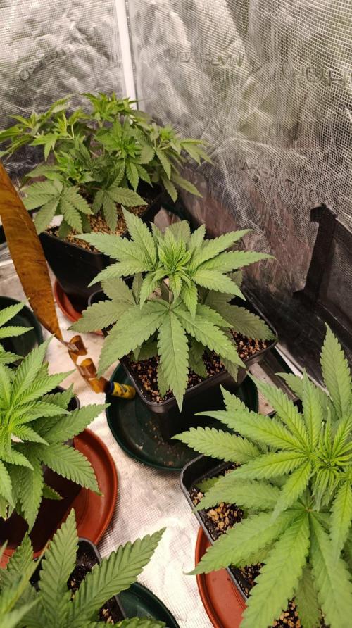 Black Mamba #42. Week 5