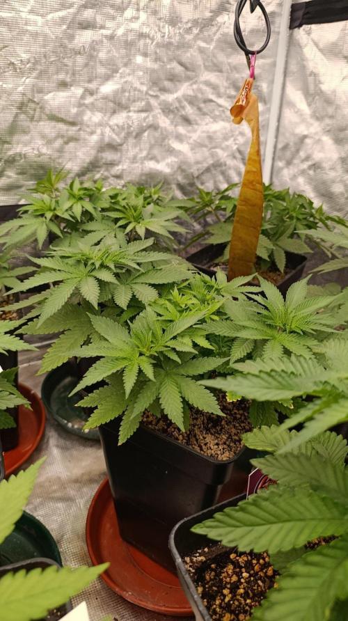 Black Mamba #42. Week 5