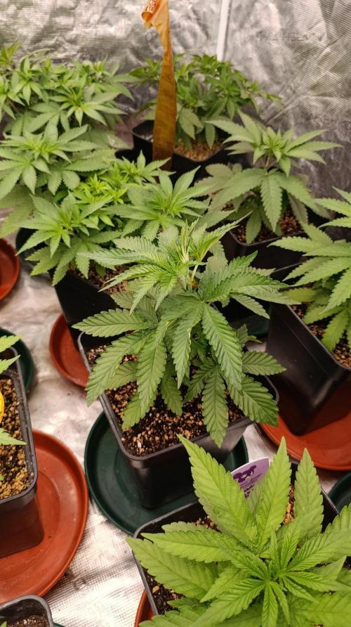 Jack 47 FV. Week 5