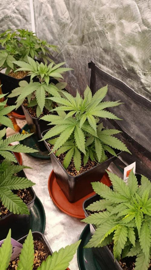 Jack 47 FV. Week 5