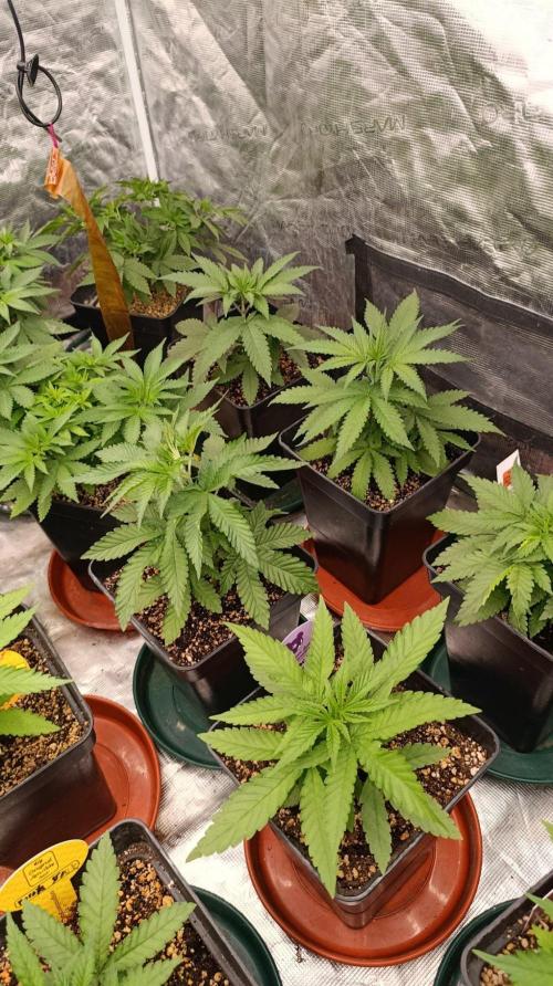Jack 47 FV. Week 5