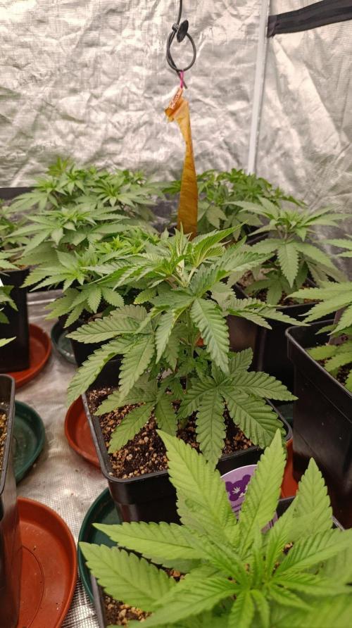 Jack 47 FV. Week 5