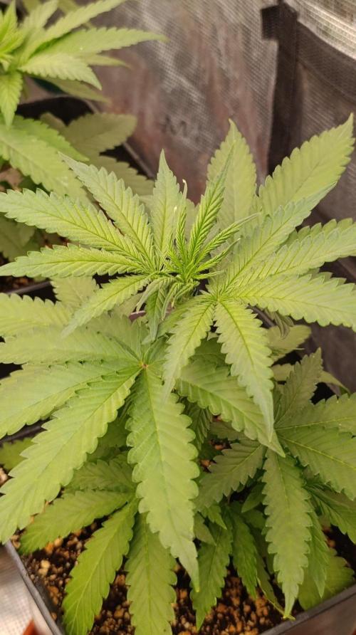 Jack 47 FV. Week 5