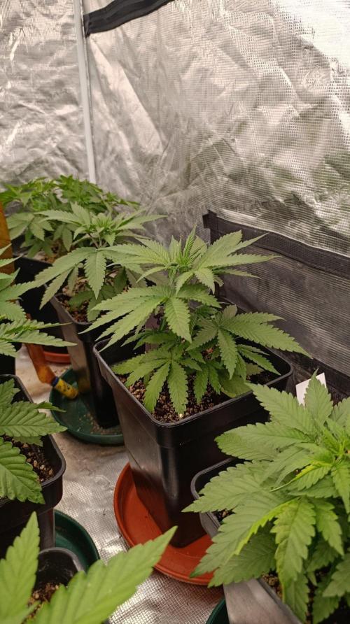 Jack 47 FV. Week 5