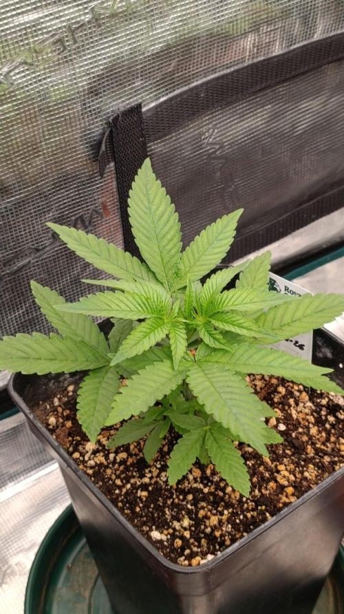 Super Boof RQS. Week 4