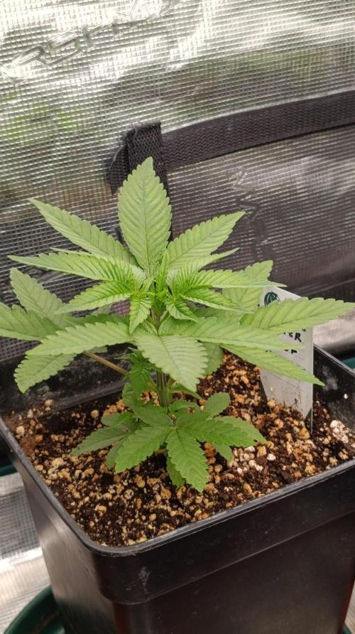Super Boof RQS. Week 4