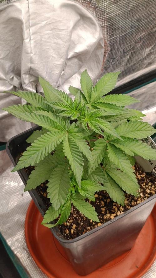 Permanent Marker RQS. Week 4