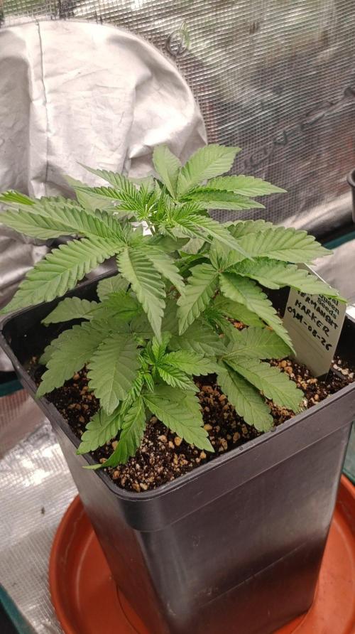 Permanent Marker RQS. Week 4