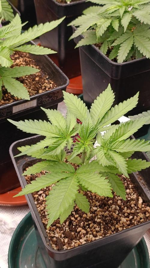 Pineapple Jack. Week 4