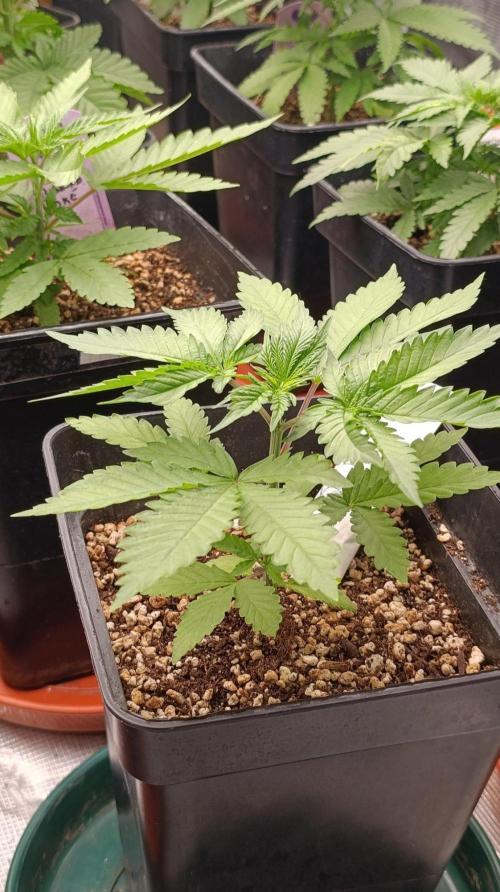 Pineapple Jack. Week 4