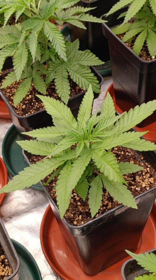 Banana Cake Pop. Week 4
