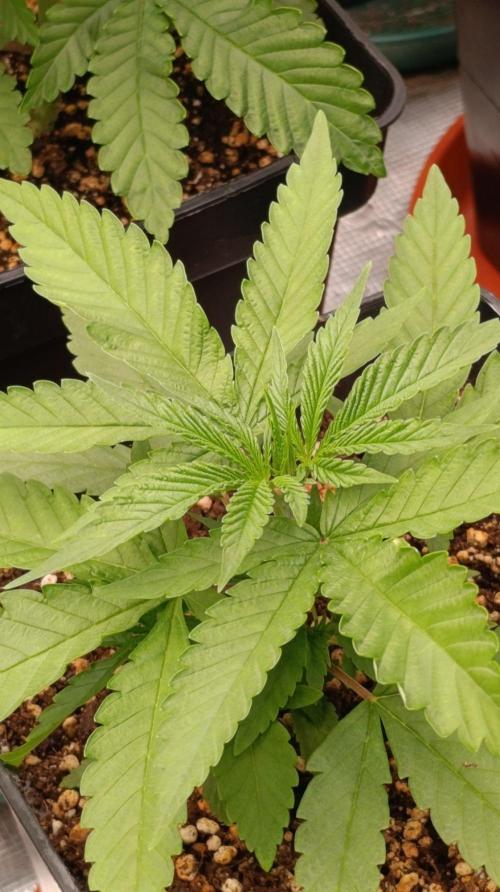 Banana Cake Pop. Week 4