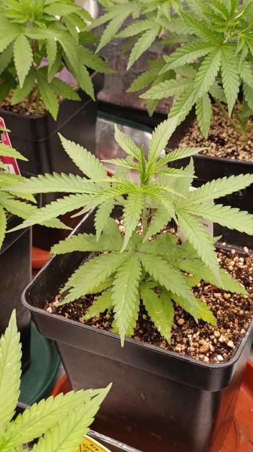 Banana Fumes Round II. Week 5