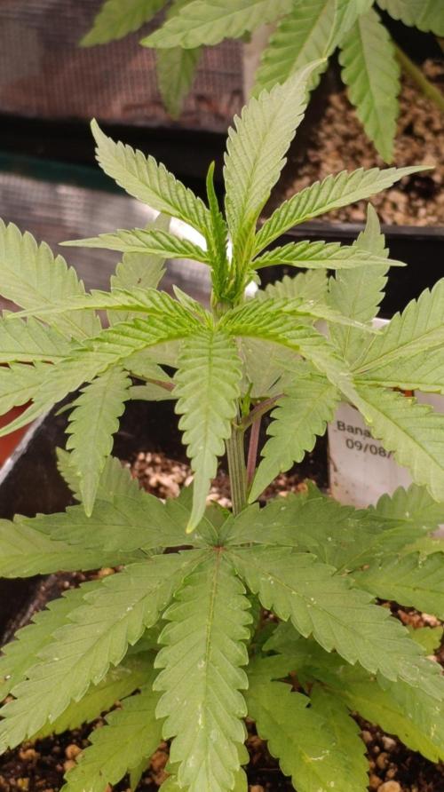 Banana Fumes Round II. Week 5