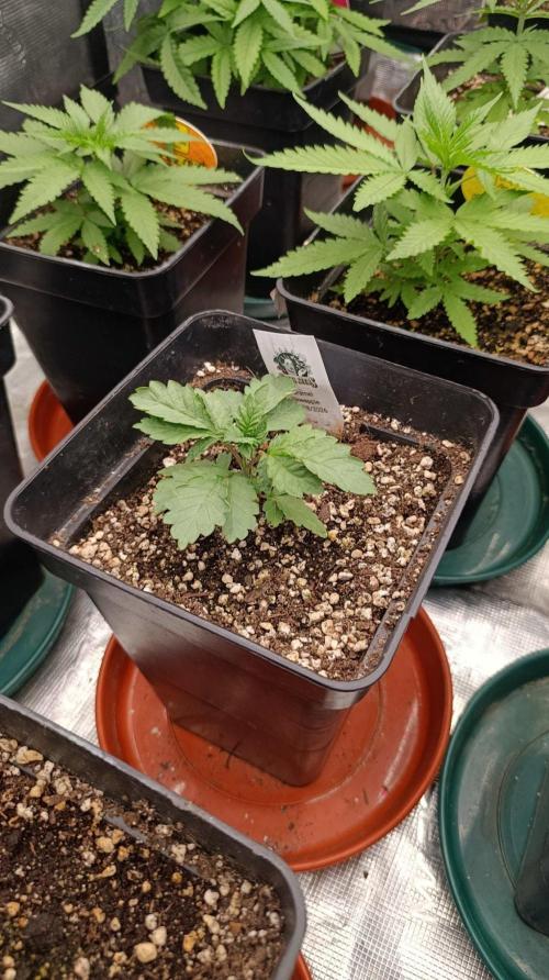 Caramel Pineapple. Week 4