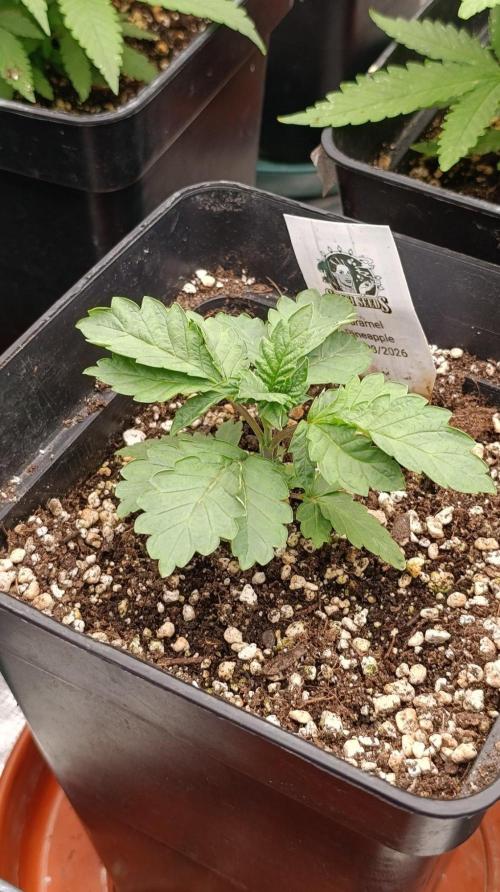 Caramel Pineapple. Week 4