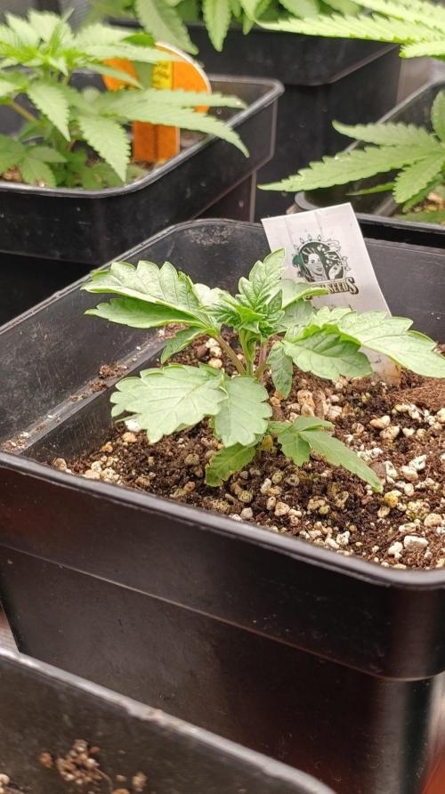 Caramel Pineapple. Week 4